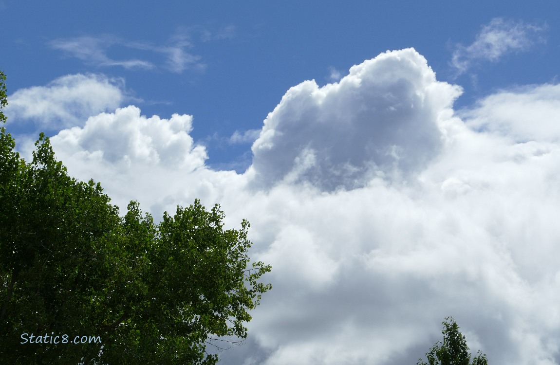 Clouds over trees and a blue sky