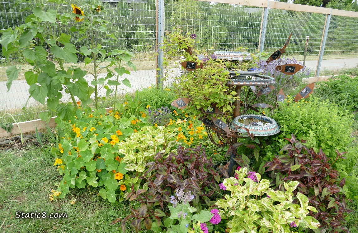 Flowers and plants in front of a wire fence