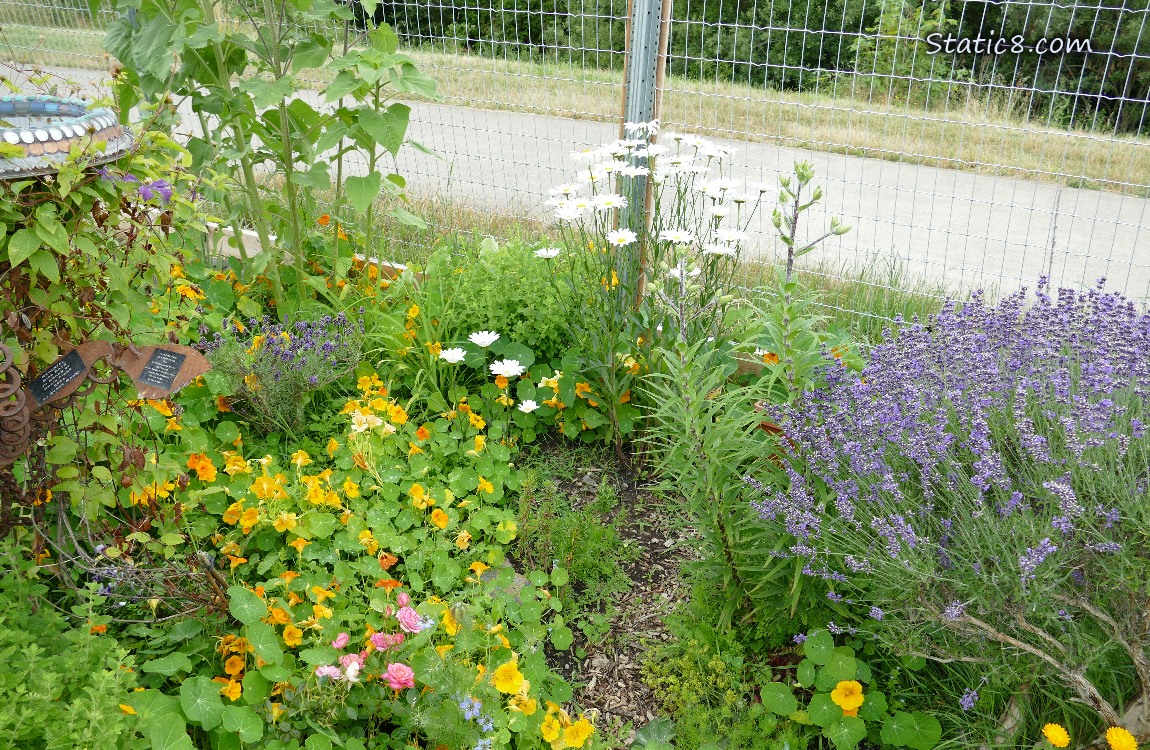 Lots of different flowers