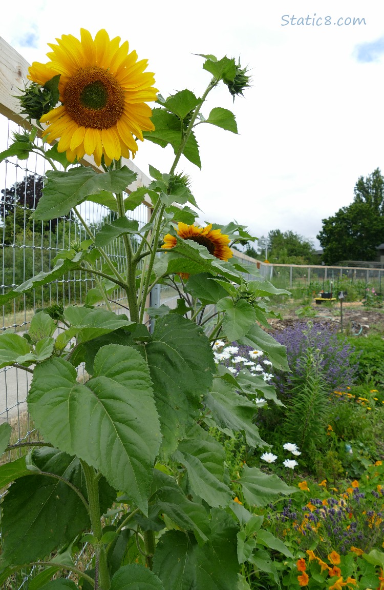 Sunflower over other plants and flowers next to a wood and wire fence