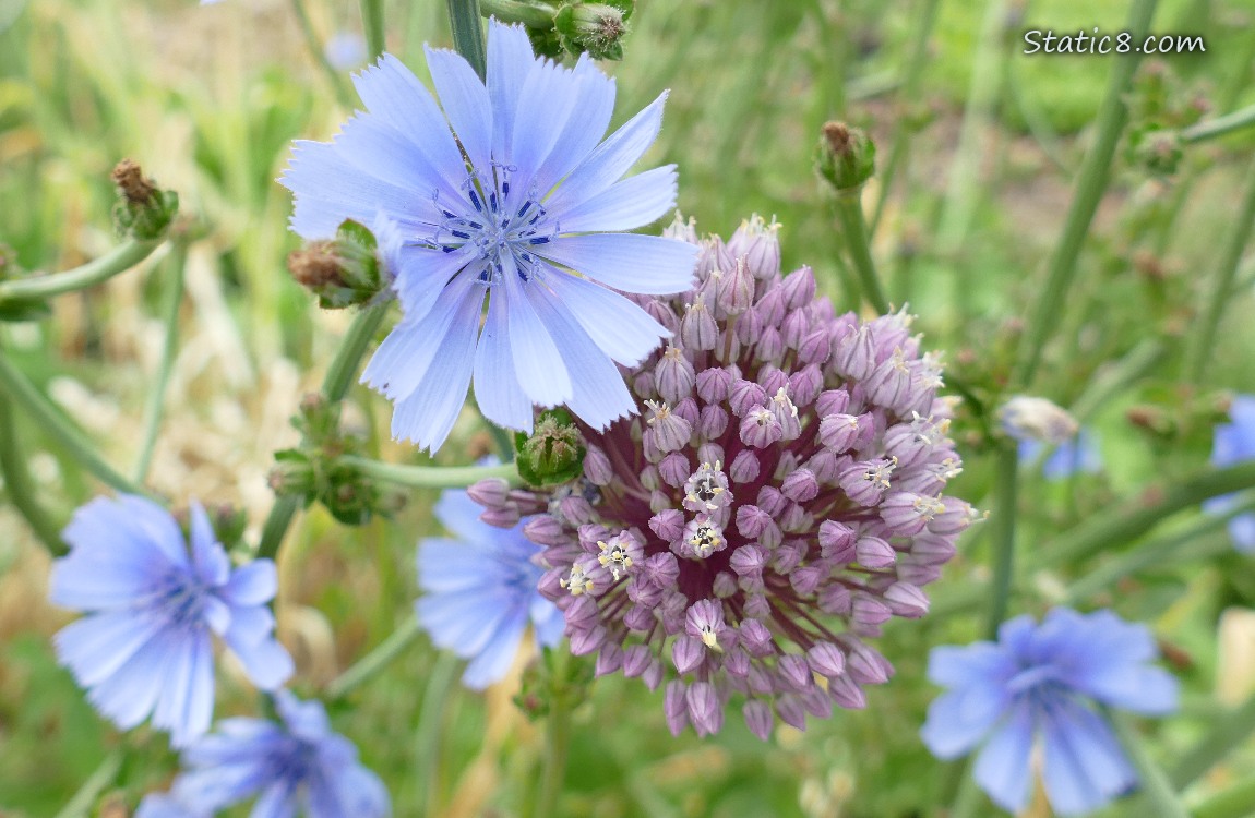 Chicory blooms with a garlic bloom