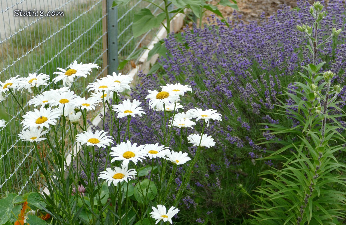 Daisy blooms in front of Lavender blooms