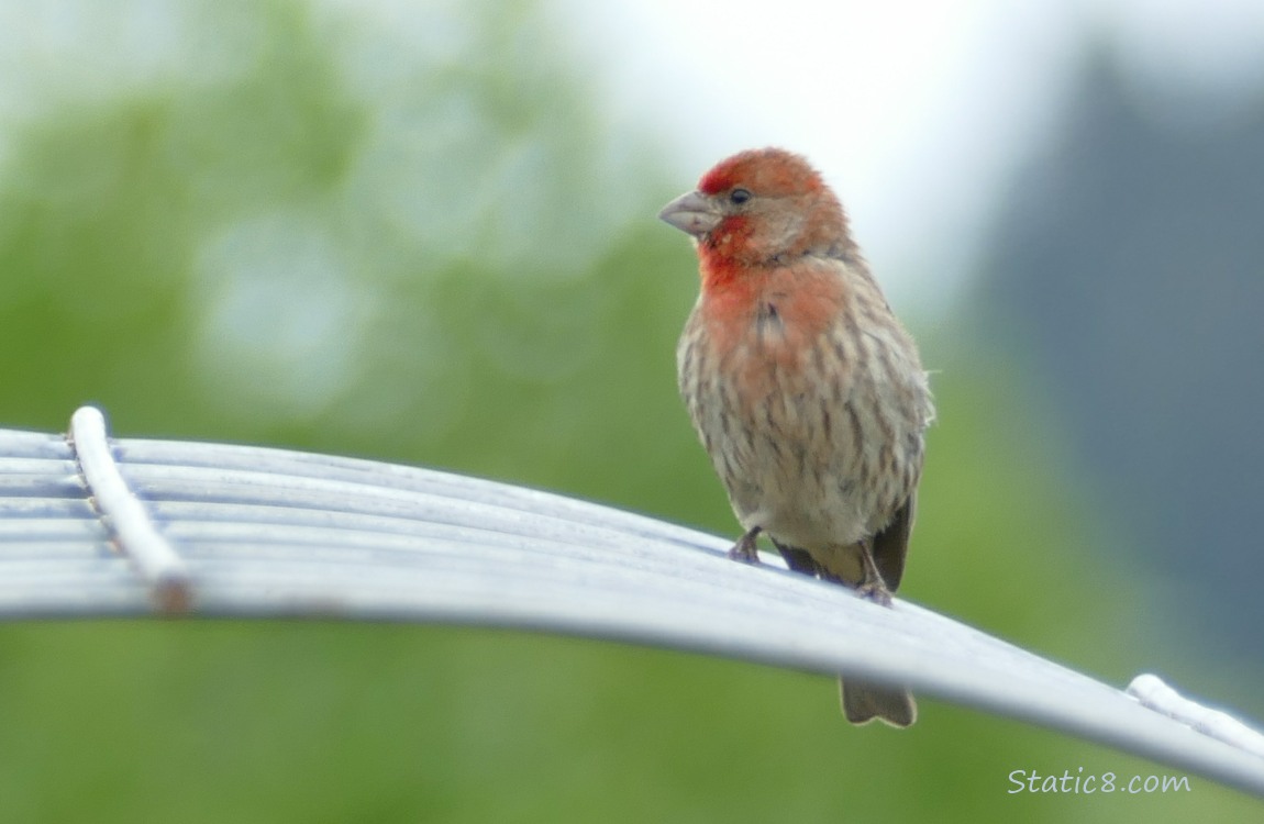 House Finch standing on a wire trellis