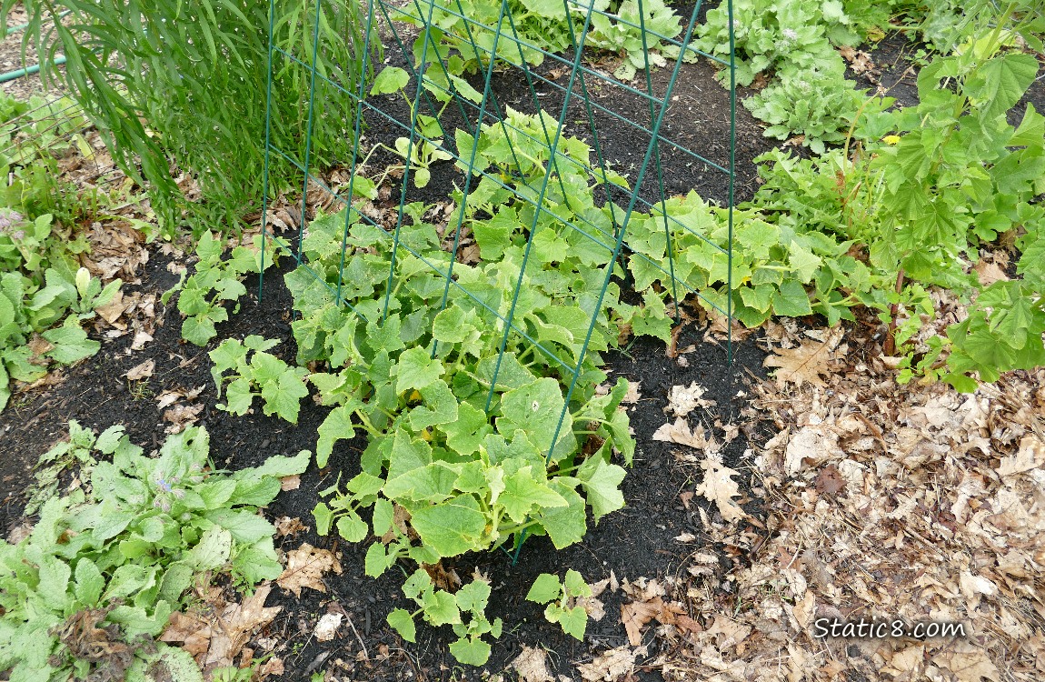Cucumber plants growing in the dirt under a wire trells