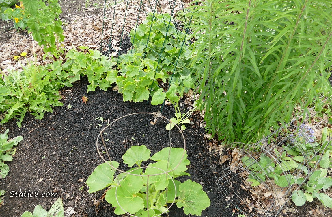 Cucumber plants and squash plants