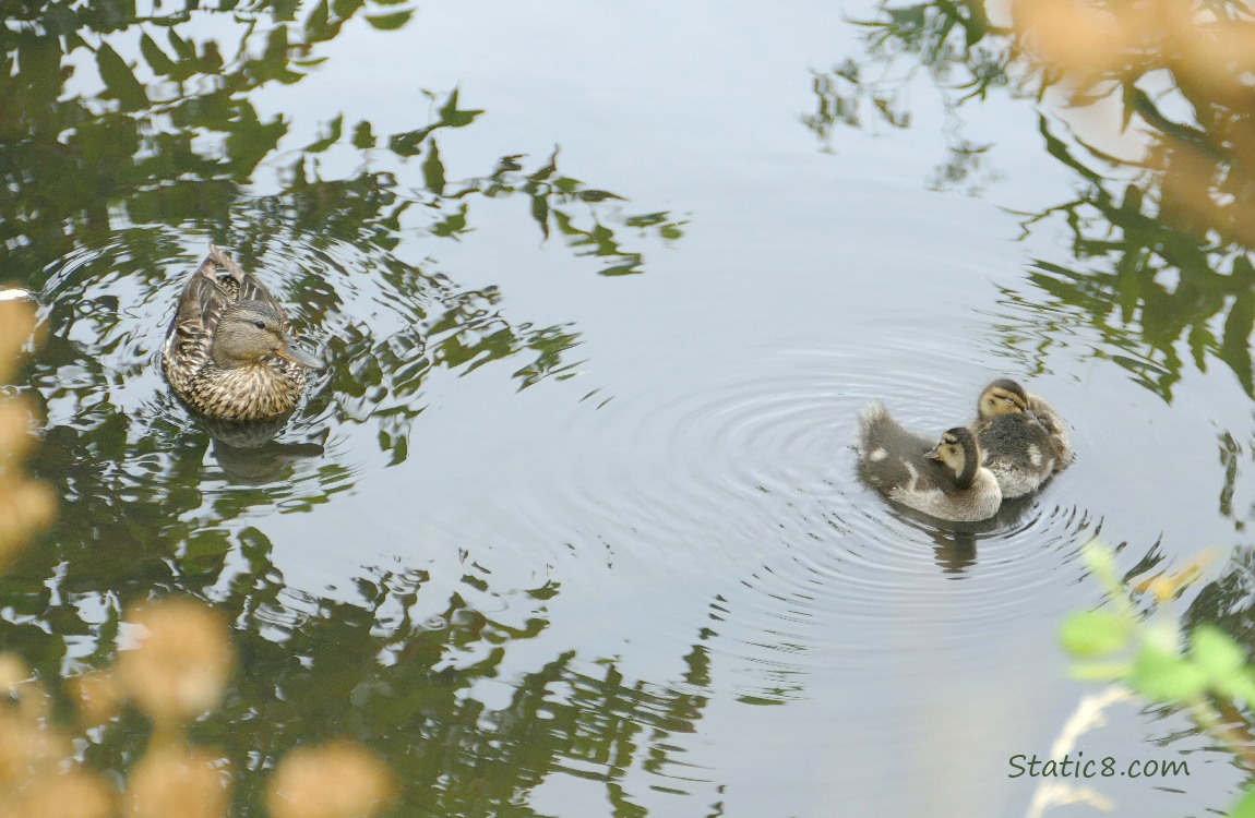 Mama Mallard with two ducklings on the water
