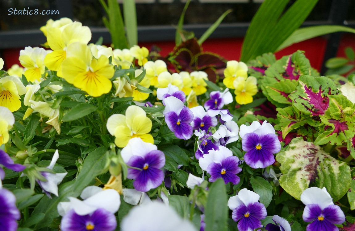 Pansy blooms
