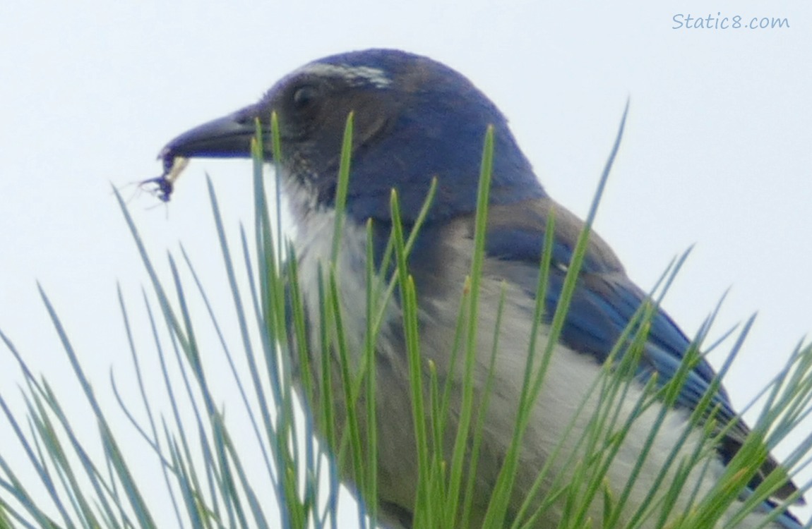 Scrub Jay with a bug in their beak, standing on a pine tree branch