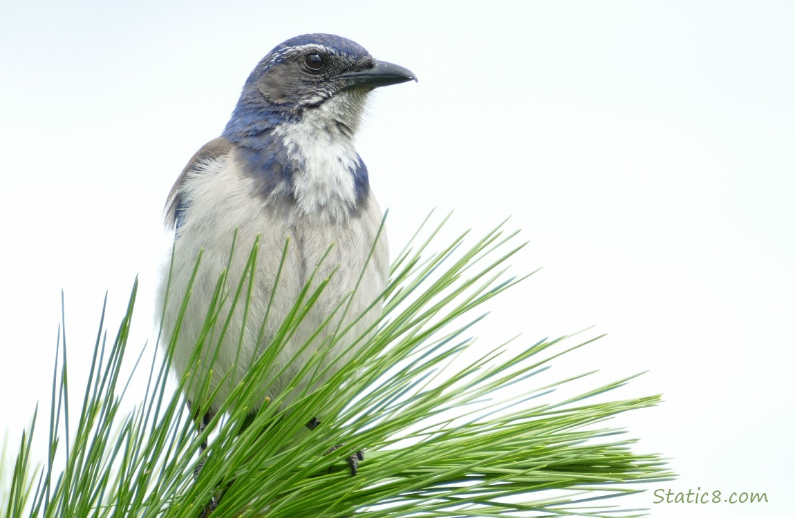 Scrub Jay standing at the top of a pine tree