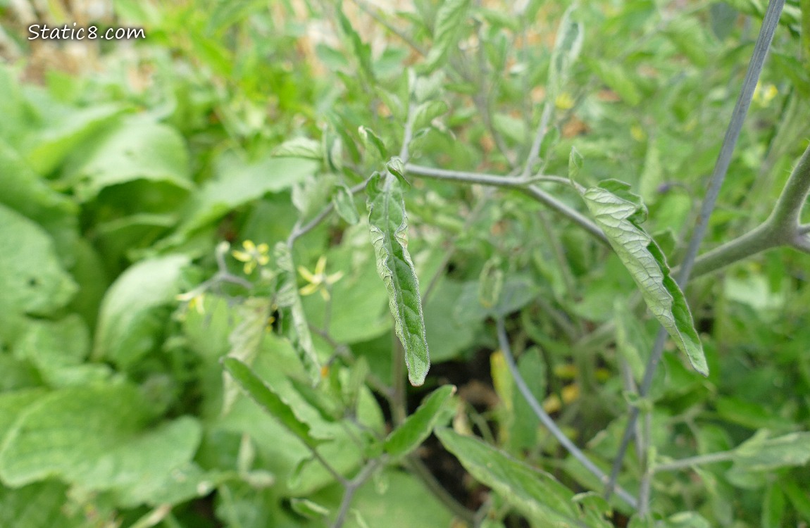 Tomato leaves