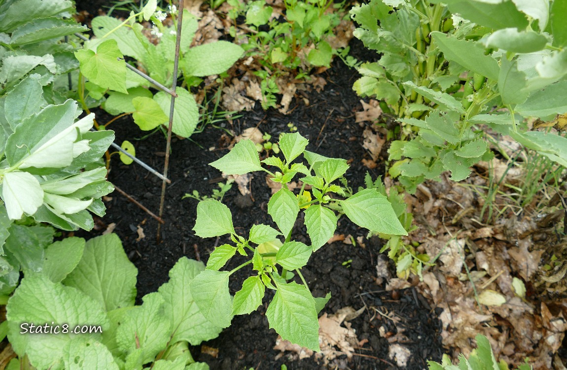 Tomatillo growing in the dirt surrounded by other plants