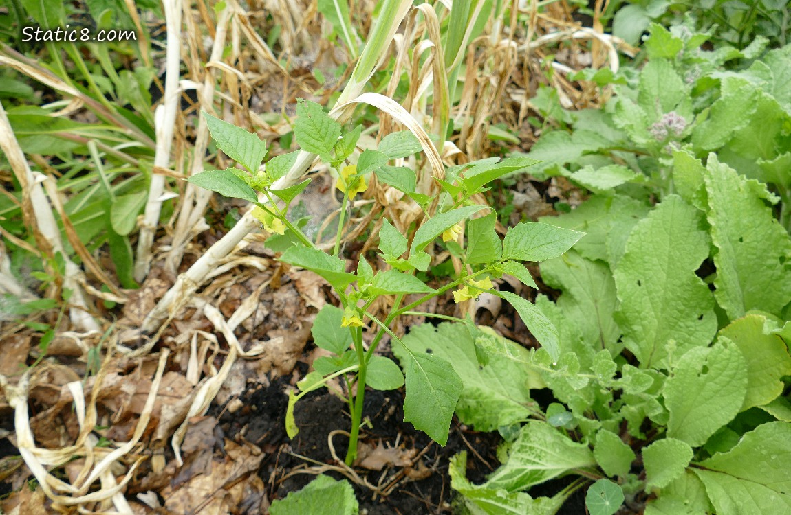 Tomatillo growing in the dirt next to Garlics