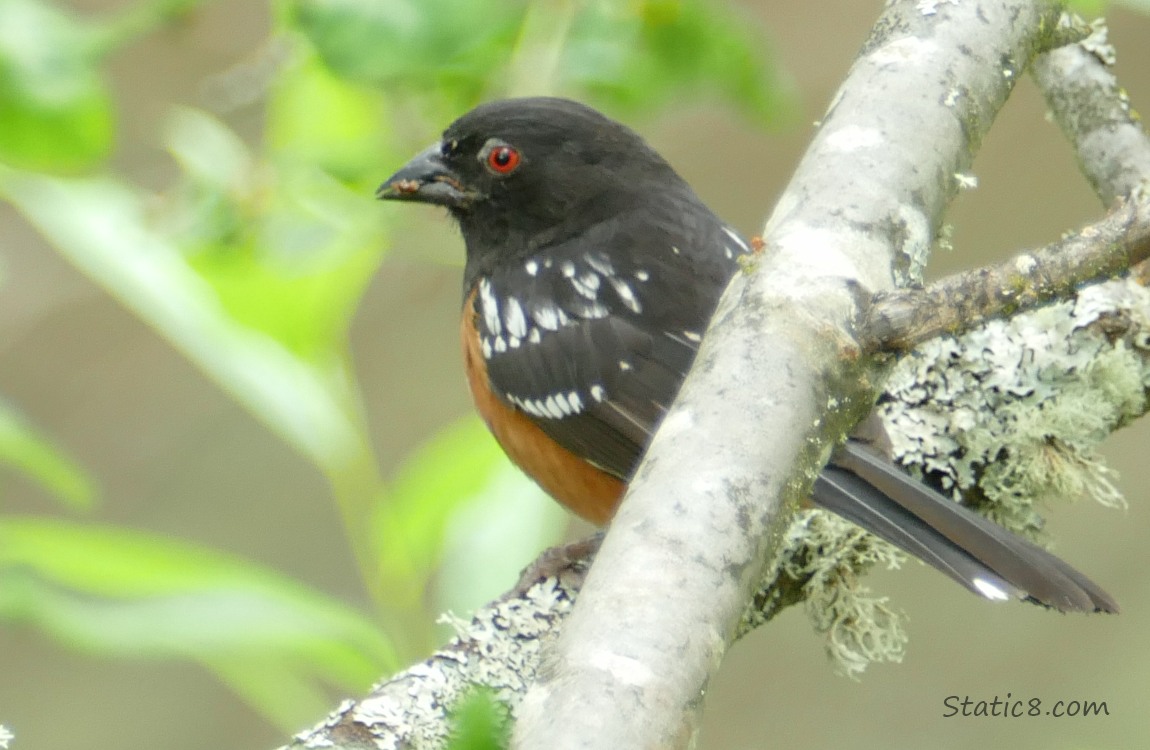Towhee standing on a mossy branch with green leaves behind