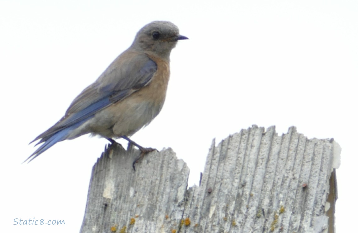 Female Bluebird standing on a wood nest box