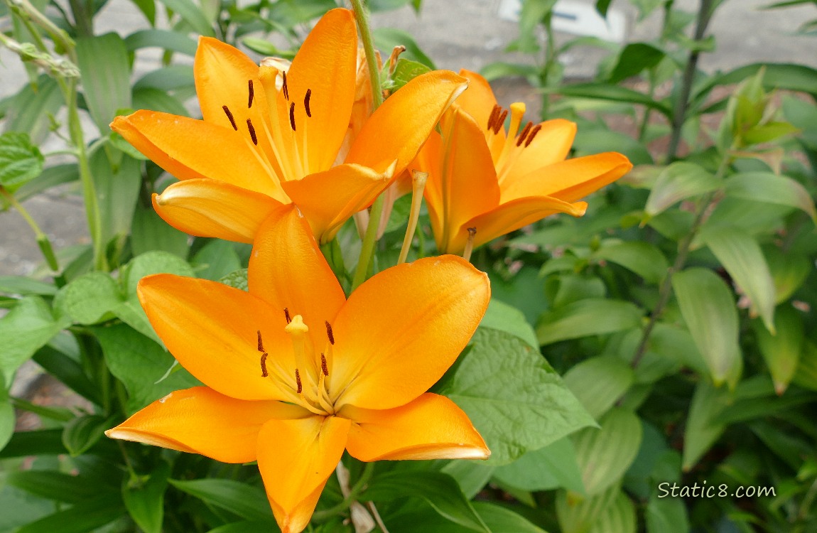 Orange Asiatic Lilies