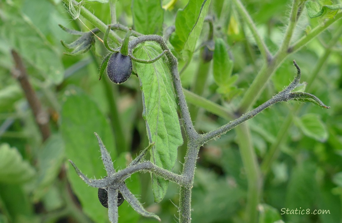 small, black tomato growing on a vine