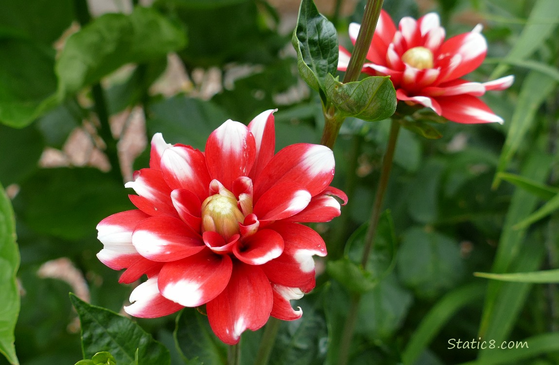 Red and white bicolour Dahlia blooms