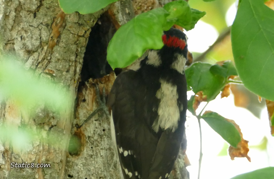 Downy Woodpecker on a tree trunk