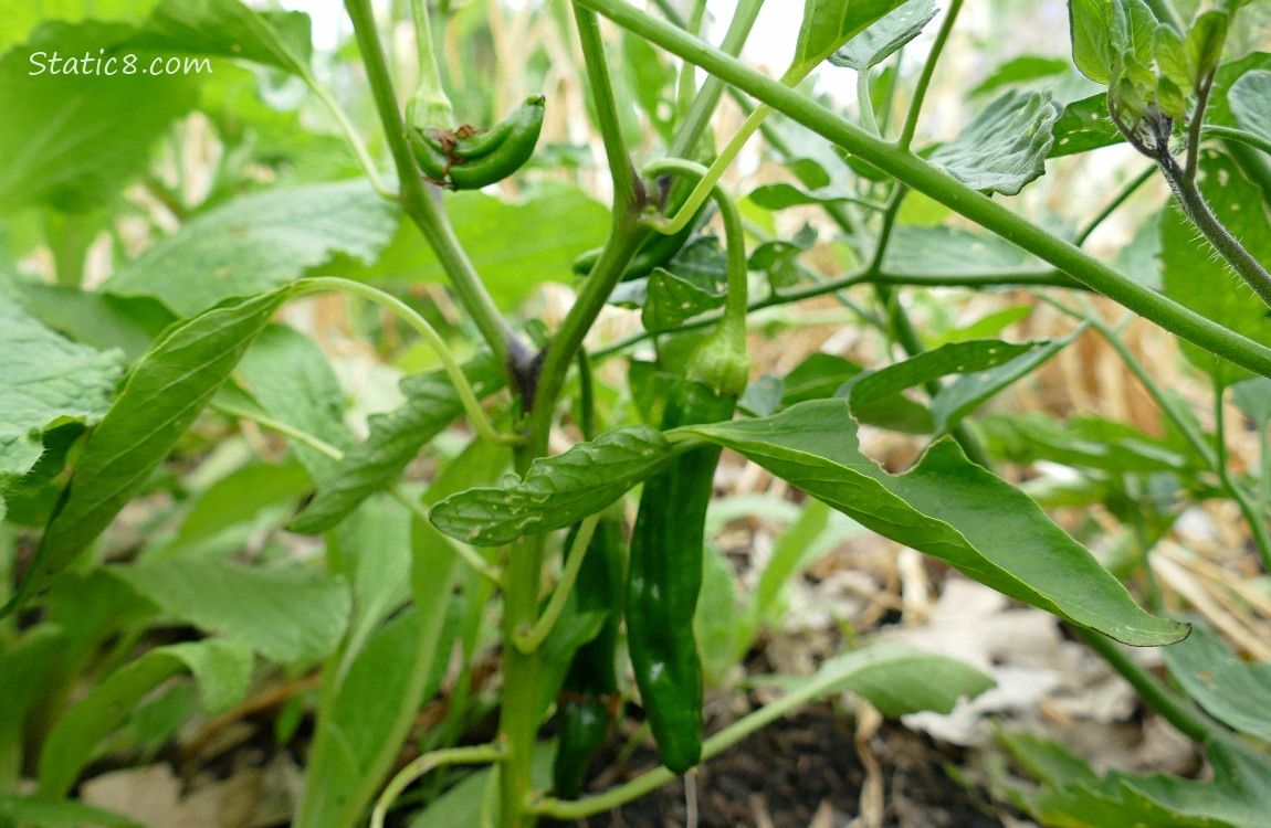 Pepper fruits growing on the plant