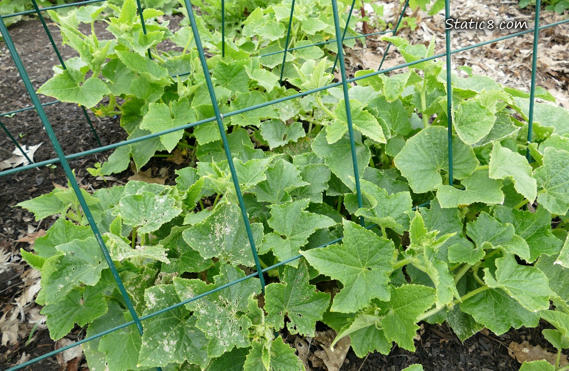 Small Cucumber plants growing under a wire trellis