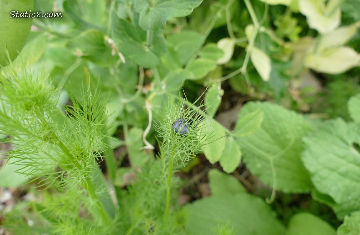 Love Mist flower bud