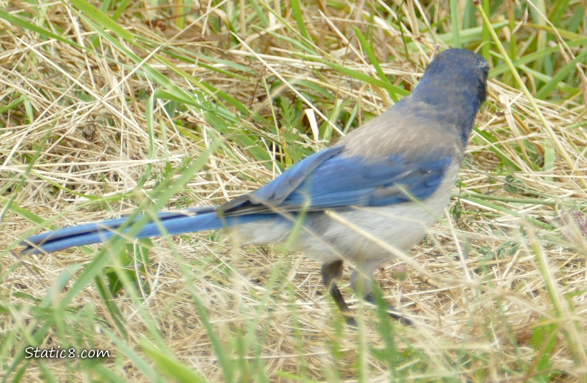 Scrub Jay standing in the grass, face turned away