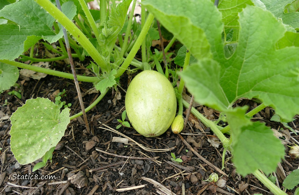 Spaghetti Squash fruit growing on the vine