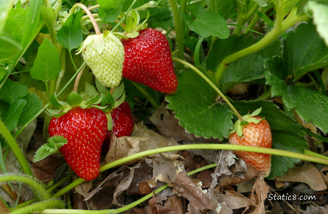 Strawberry fruits ripening on the plants