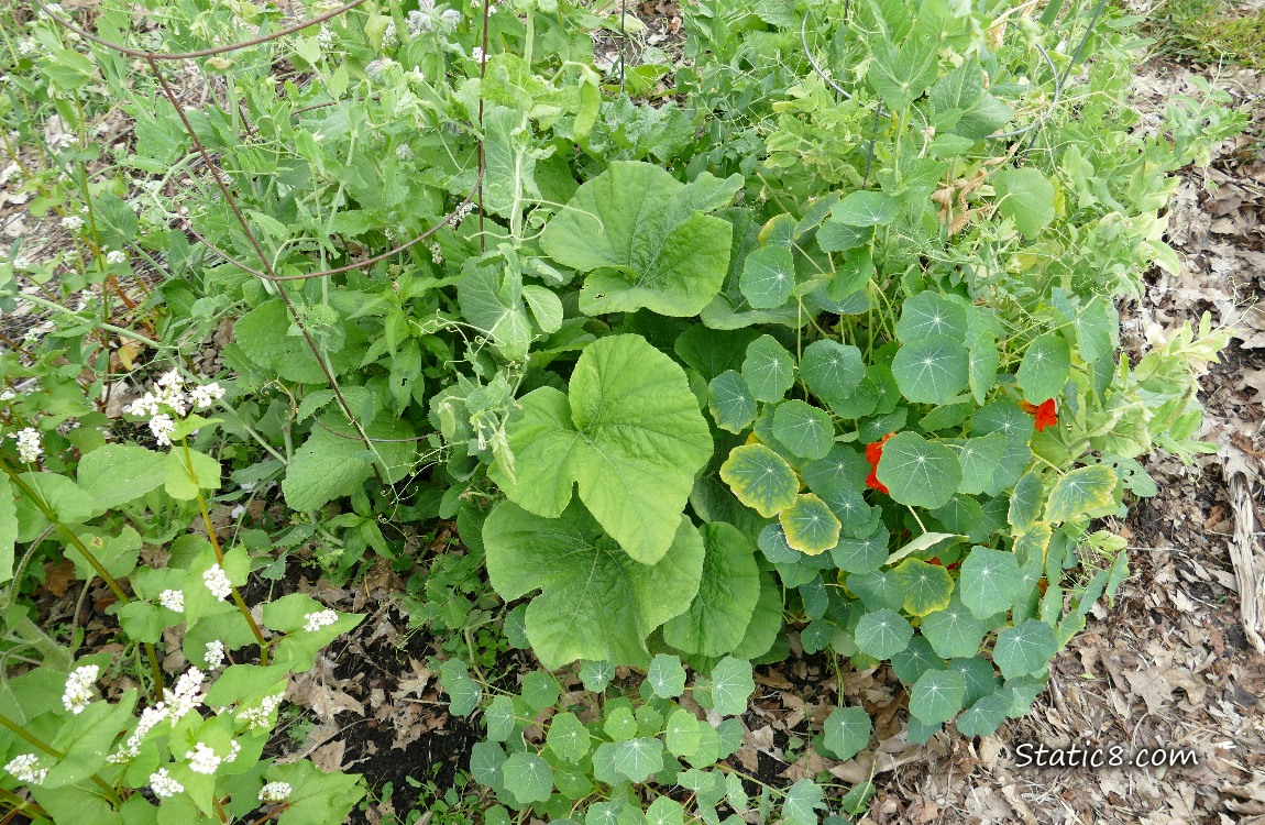 Squash plant surrounded by Nasturtiums