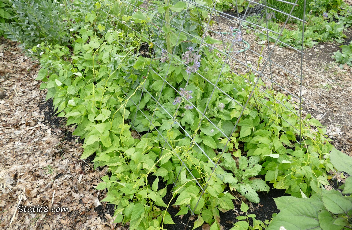 Bean plants vining up a wire trellis