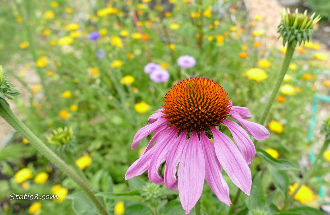 Pink Echinacea bloom in front of lots of yellow blooms in the background