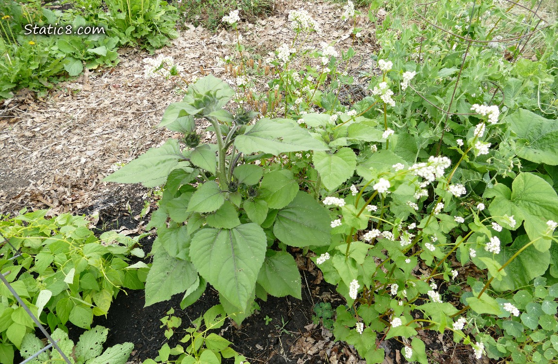 Small Sunflower plant surrounded by garden