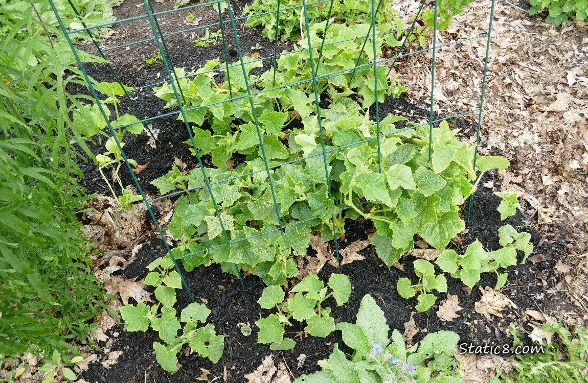 Small Cucumber plants growing in the dirt under a wire trellis