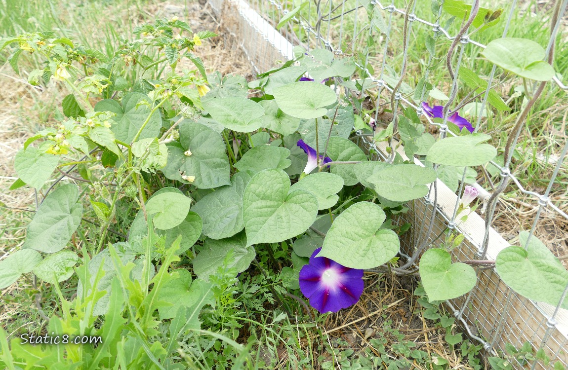 Purple Morning Glory bloom in front of a wire fence