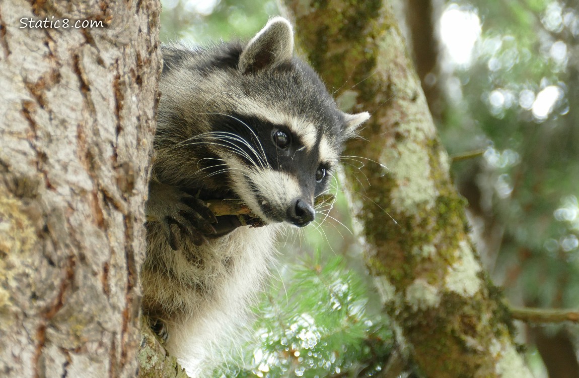 Close up of a raccoon lying on a branch up in a tree
