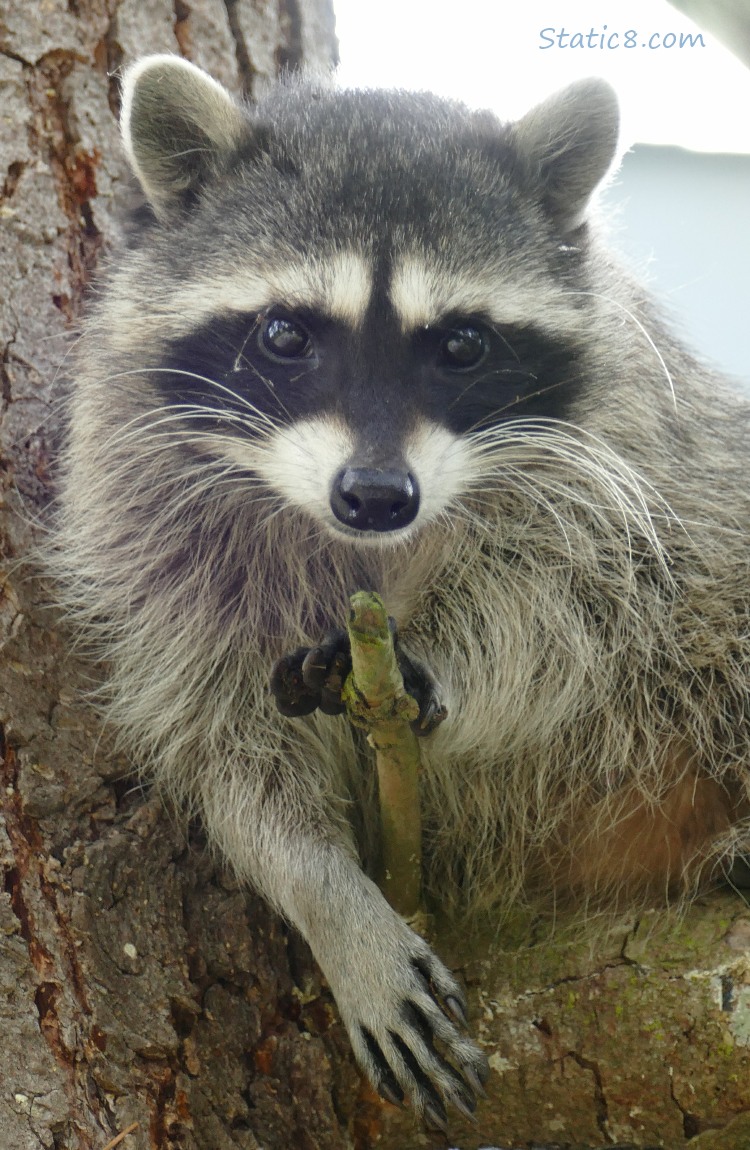 Close up of a Raccoon lying on a branch in a tree