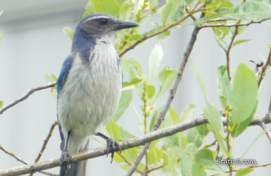 Scrub Jay standing in a willow tree