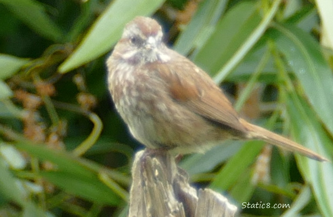 Song Sparrow standing on a broken wood post
