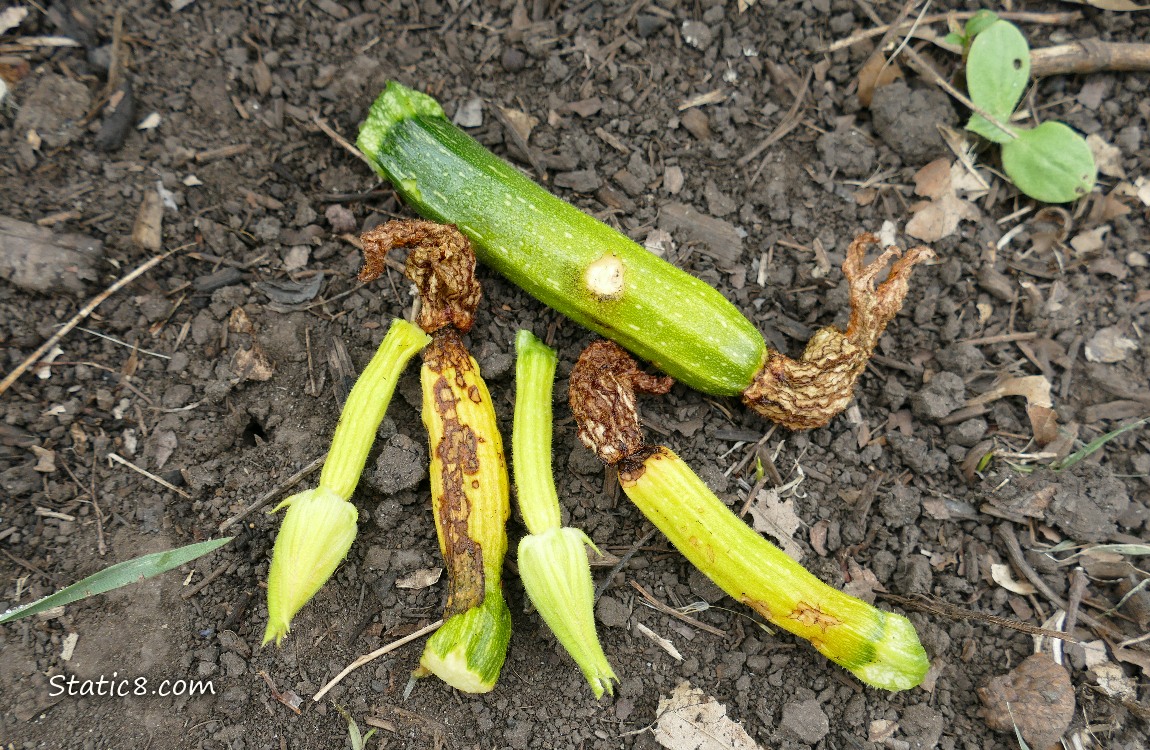 Unfertilized zuc fruits, laying on the ground