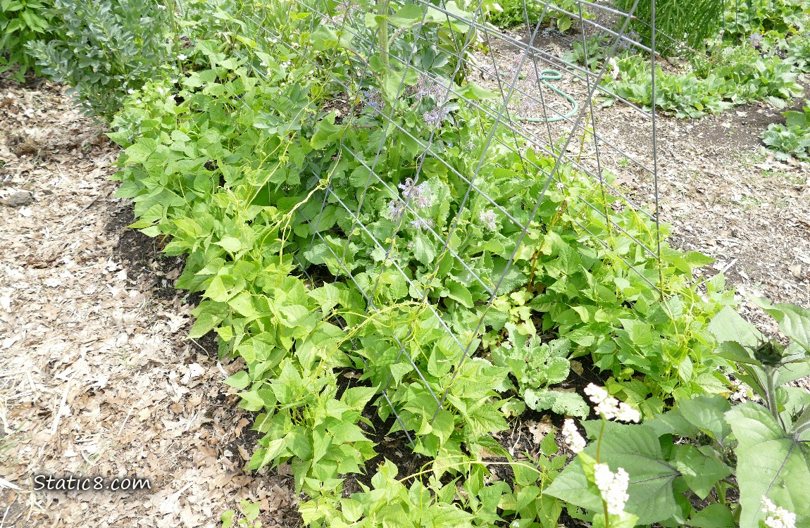 Bean plants growing up a wire trellis