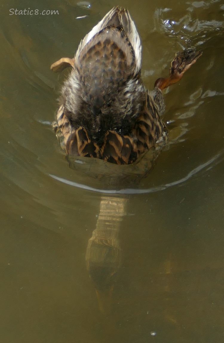 Duckling dabbling under water
