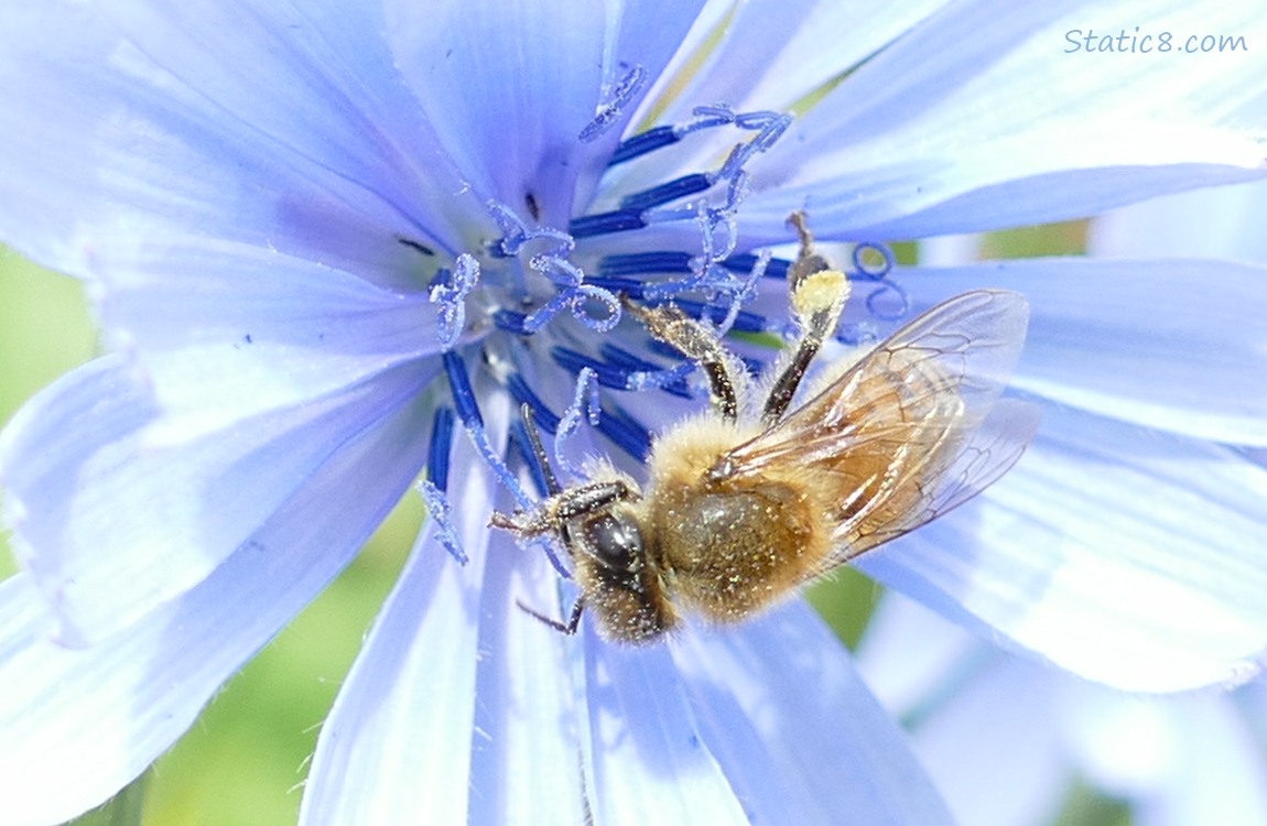 Honey Bee on a Chicory bloom