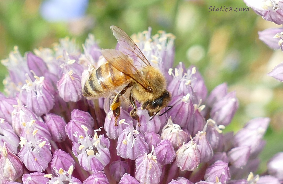 Honey Bee on a Garlic bloom
