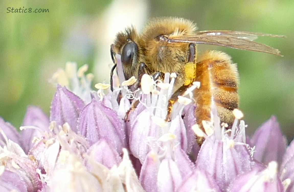 Close up of a Honey Bee on a Garlic bloom