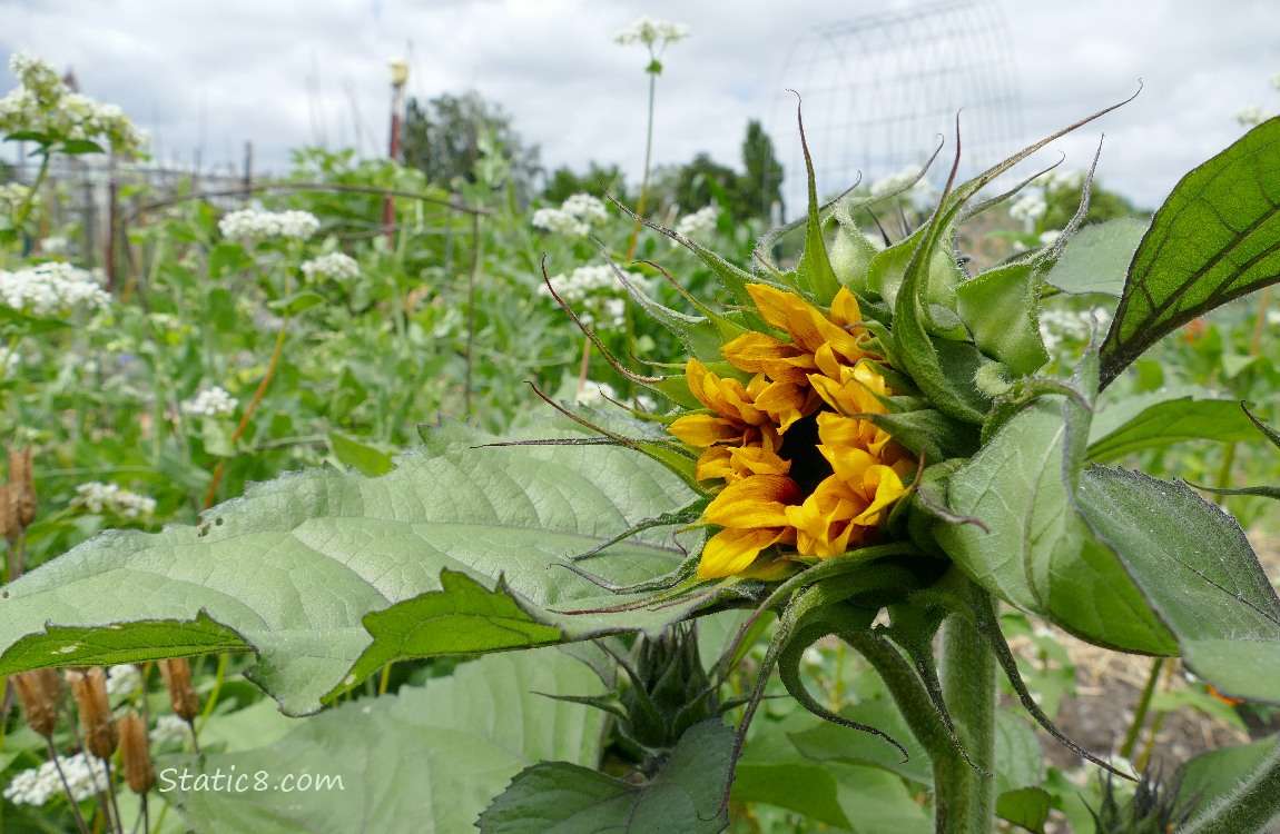 Sunflower with a bud that is starting to open