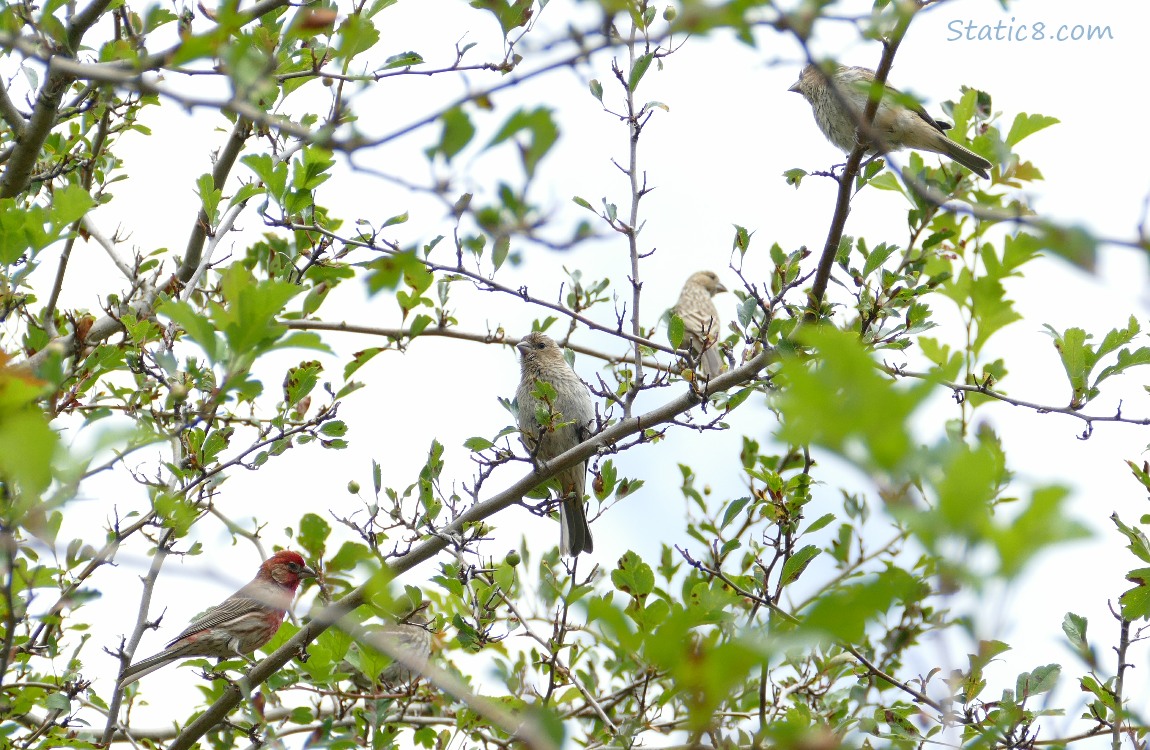 Four House Finches up in a tree