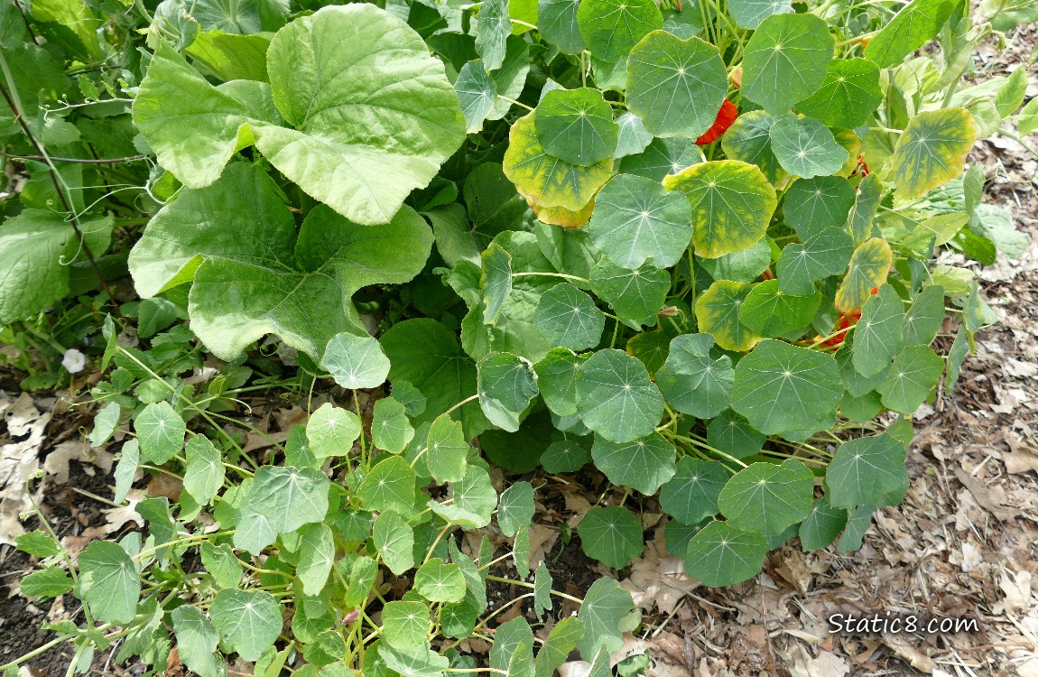 Squash and Nasturtiums