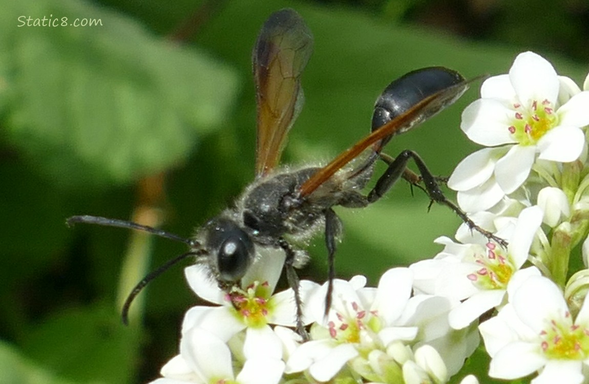 Close up of a Wasp standing of a Buckwheat flower cluster