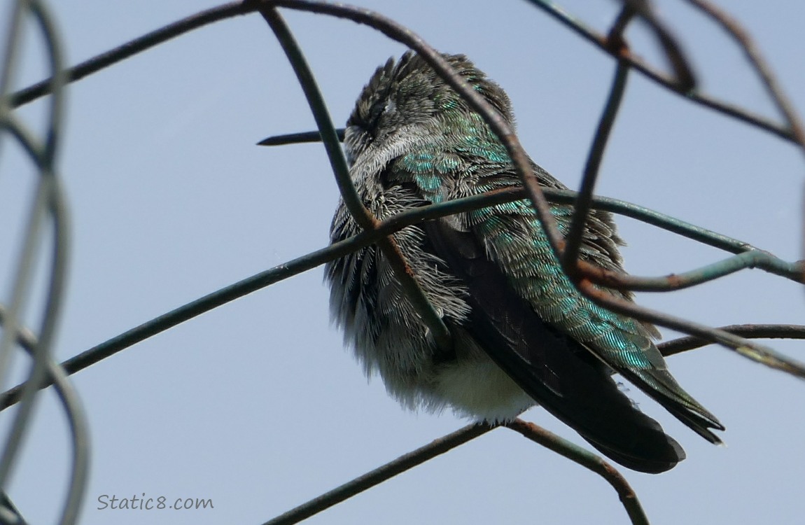 Hummingbird sitting on a wire trellis
