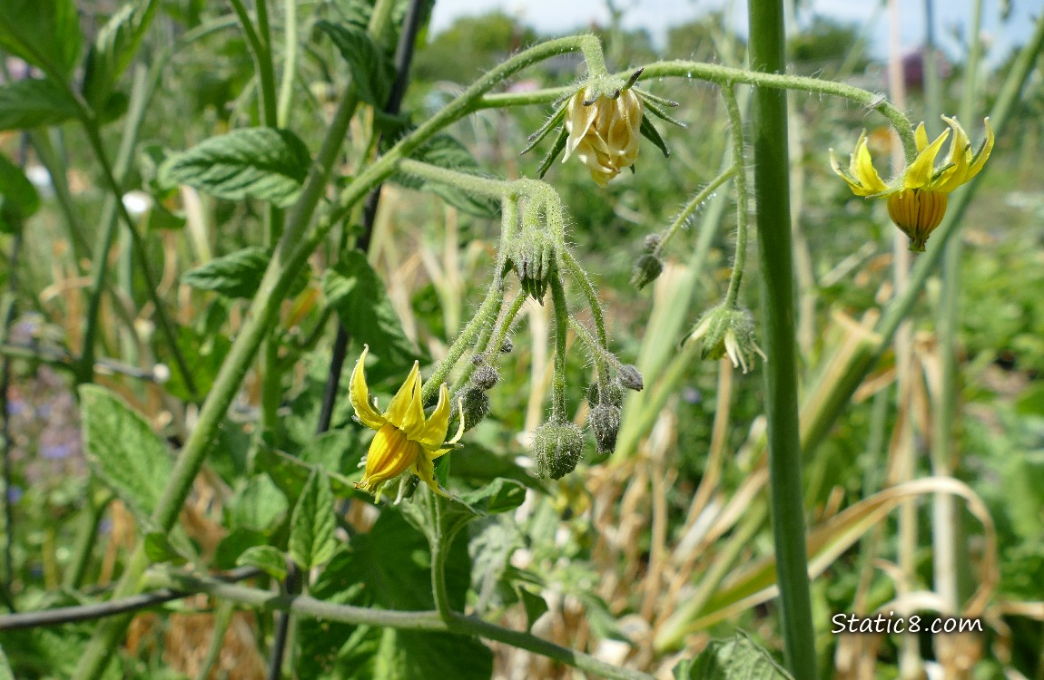 Tomato flowers on the vine